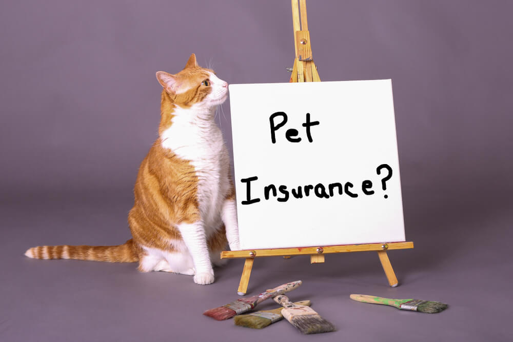 Understanding How Pet Insurance Work