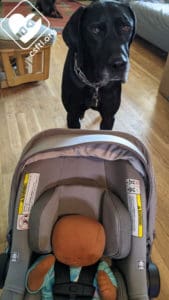 NUNA PIPA lite rx review dog