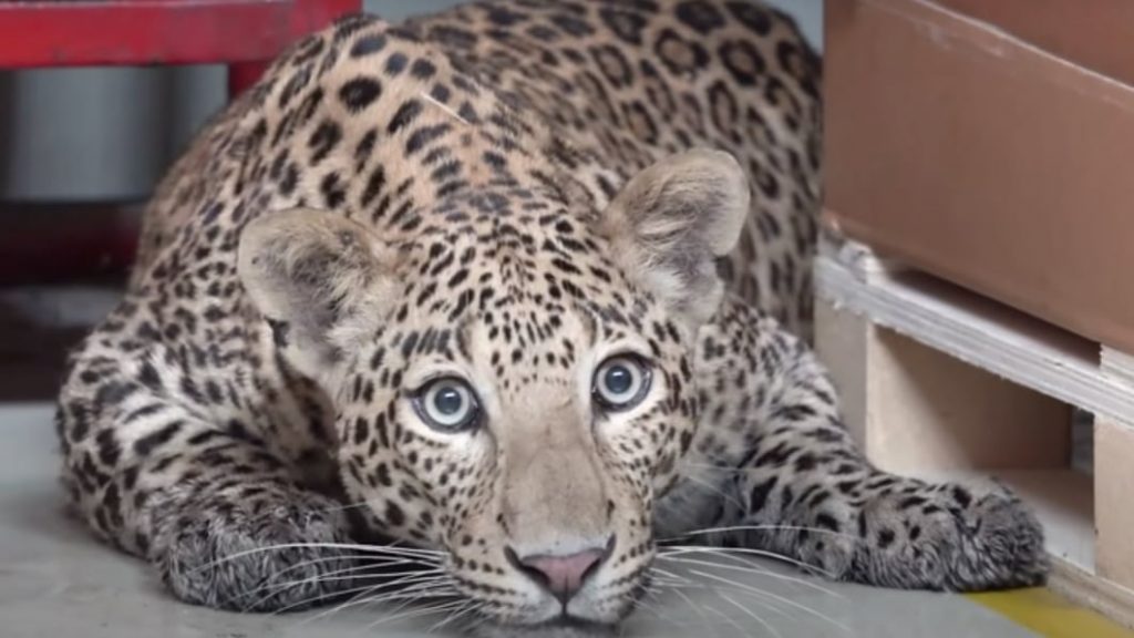 Leopard walks in, shuts down a Mercedes-Benz plant