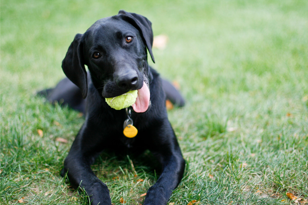 Pet owners urged to keep dogs safe from Easter treats