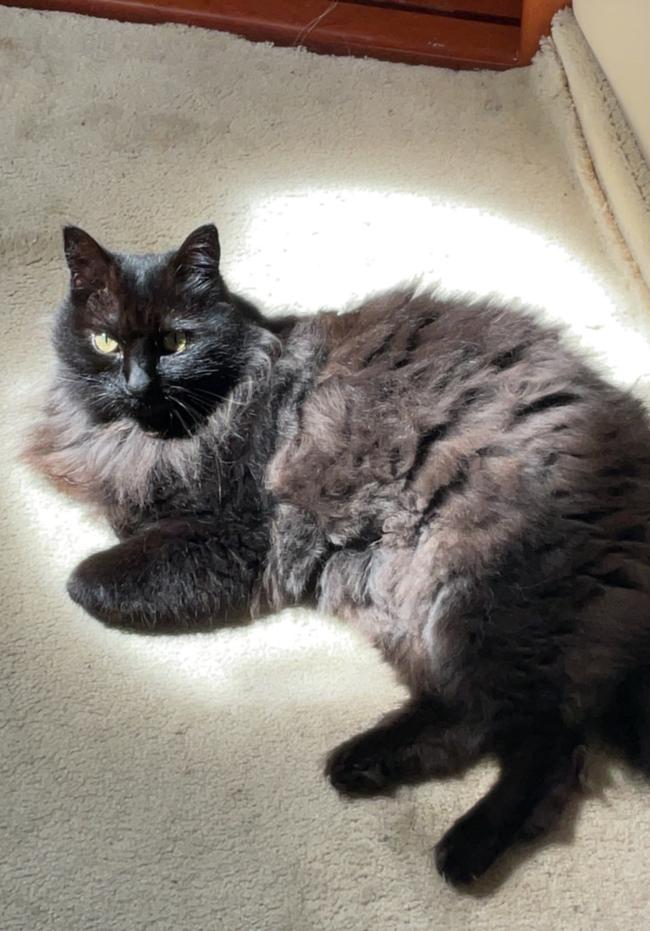 Malcolm’s cat Ruby came along for the journey and whilst she didn’t swim, she certainly loved sunning on the deck. 