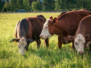 Picture of cows grazing in a field