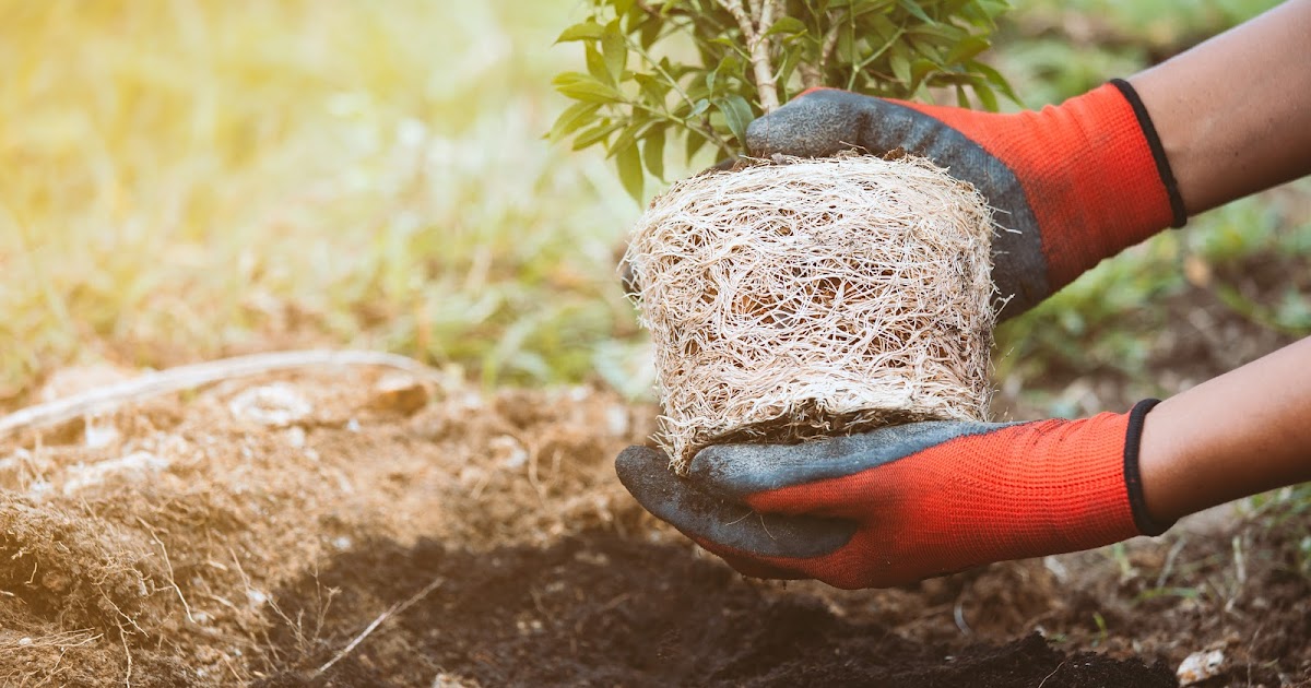 How to Plant a Tree