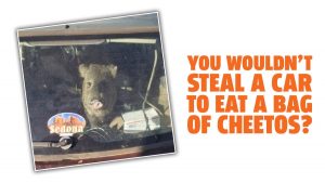 A Hungry Javelina Stole A Subaru In Search Of Cheetos