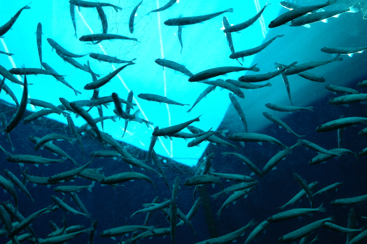 AXA XL insight: Fish farming moves onshore