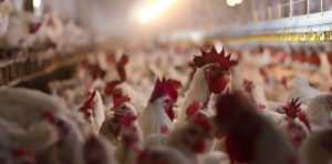 Bird flu is killing millions of chickens and turkeys across the US