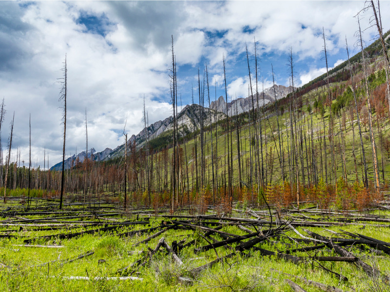 Boreal forest fire in Banff, Alberta