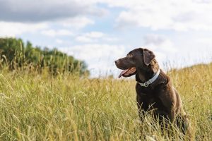 Dog-Related Injury Claims Nearly $900 Million in 2021