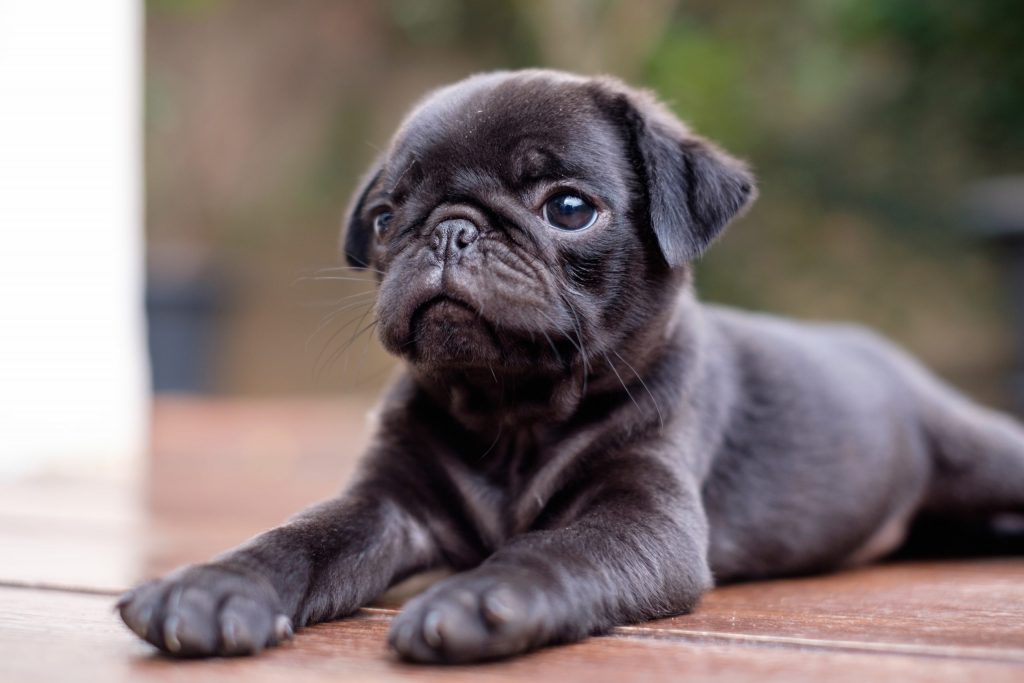 Shutterstock photo of a black puppy pug