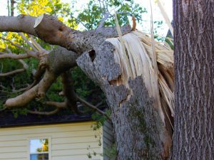 Tree damage following derecho