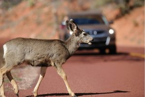 State Farm reveals the number of animal collisions during the pandemic