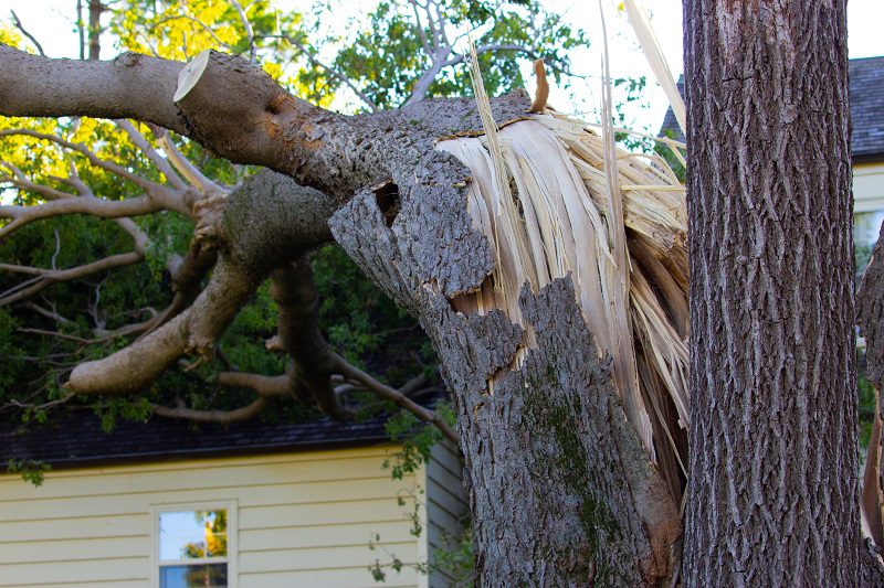 Tree and property damage from natural disaster