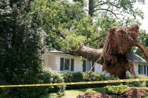 Homeowners Insurance and Tree Damage