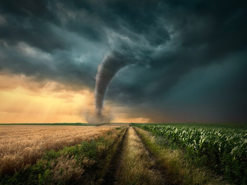 A tornado twists across a darkened sky, in a rural field of wheat.
