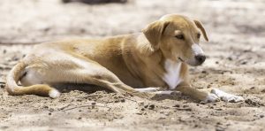 People will continue to die of rabies if Kenya doesn't educate healthcare workers