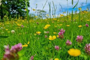 What rural landowners need to know about restoring nature to their farmland