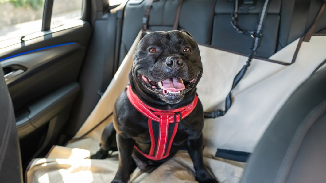 Keep your dog secure in the car with the leading dog car harnesses