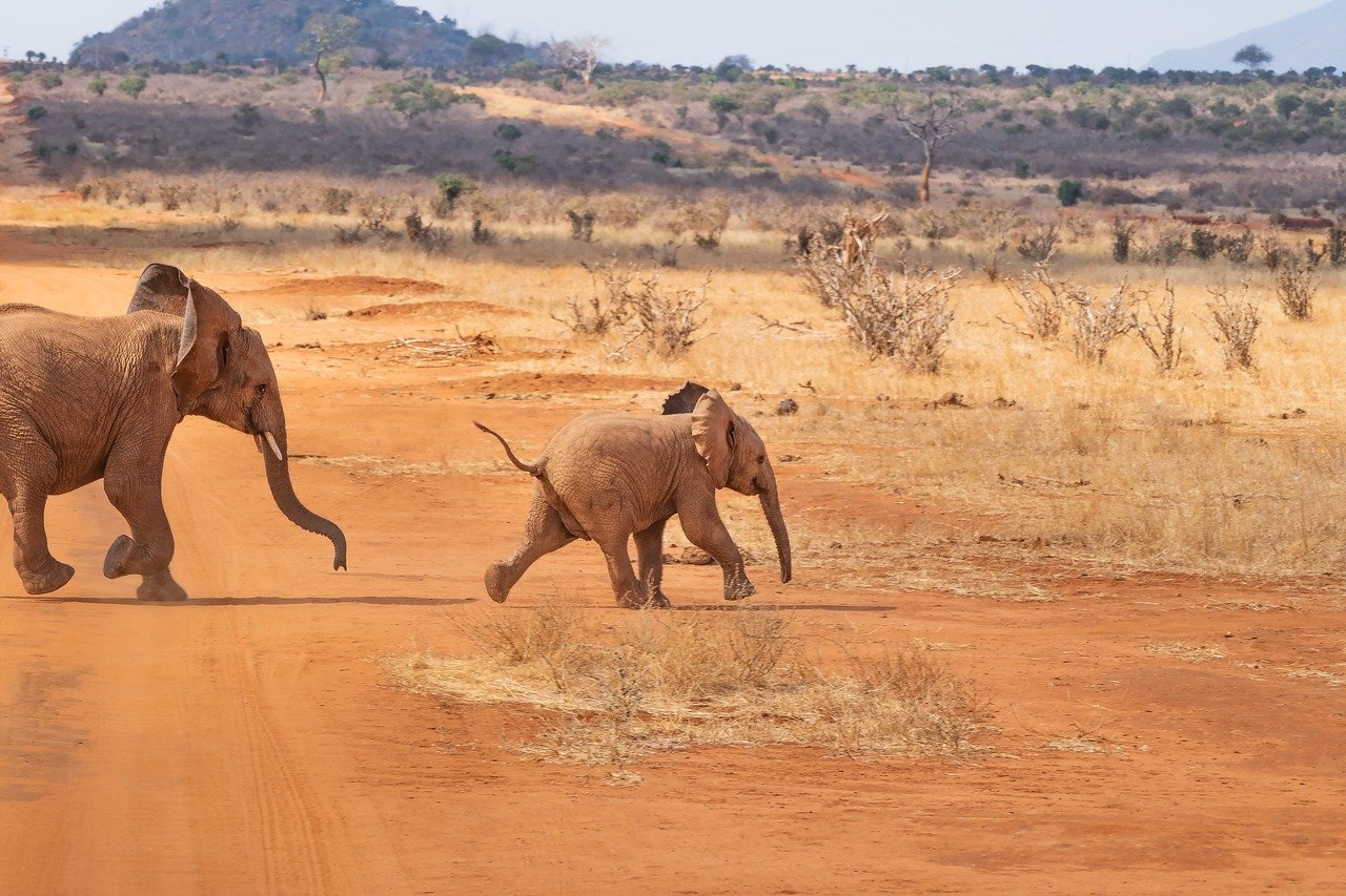 Kenya Gap Year Travel Image