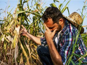 A farmer wearing a straw hat and a plaid shirt kneels with one hand holding his head and one hand reaching towards his corn crop