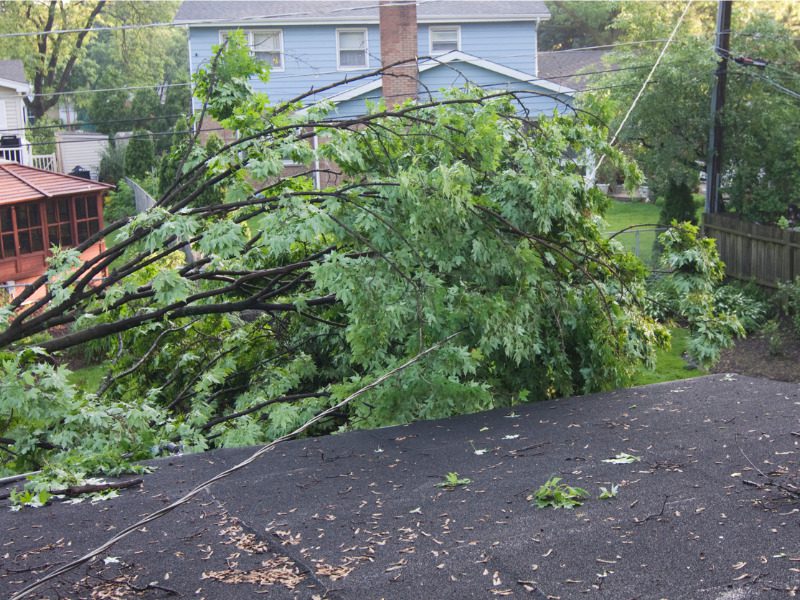 Tree fallen on power line during a storm