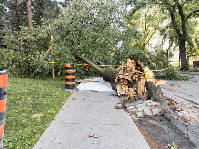 Fallen tree following a storm