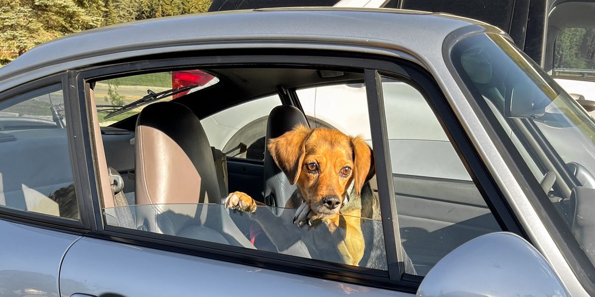 When Crossing the Country by Car, Choosing the Right Dog and Car Is Crucial