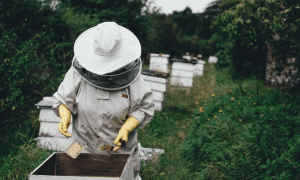 Is Beekeeping Covered by My Homeowners Insurance?