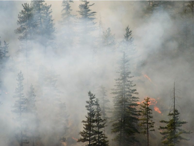 Smoke and fire burns through a dense evergreen forest