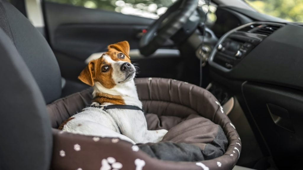 Keep your furry friend comfy with the top dog car seats