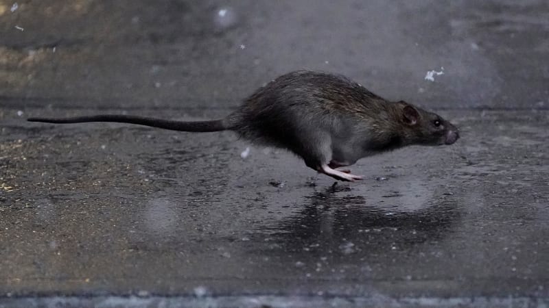 Rats are making homes under car hoods in increasing numbers