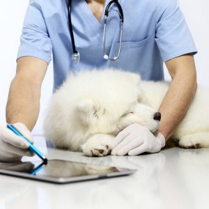 A veterinarian with a dog