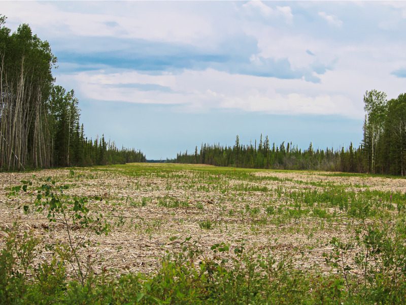 Wildfire in a heavily forested area of Northwest Territories