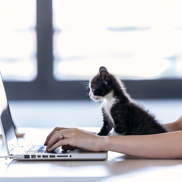 A kitten and a laptop