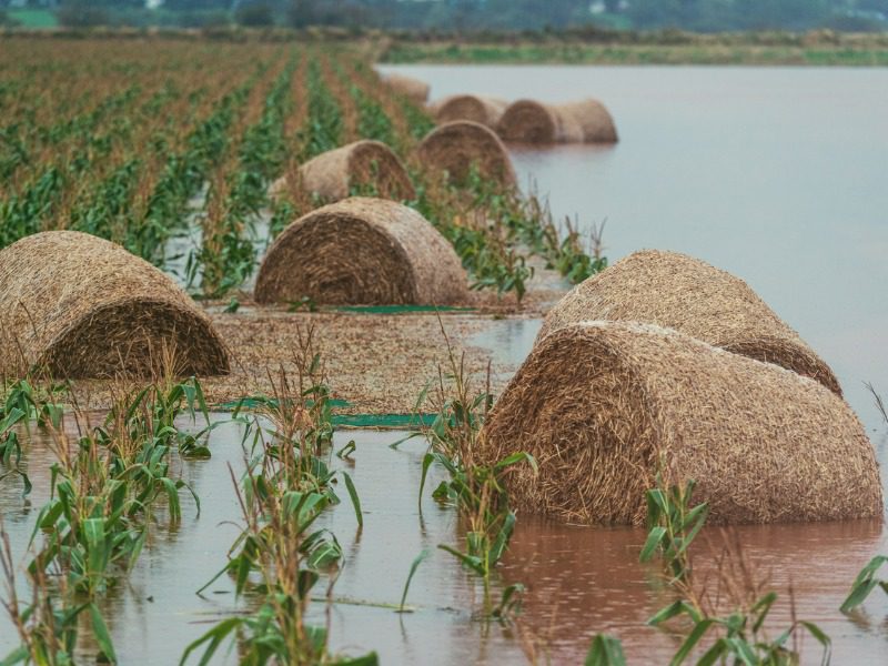 Hay bales float in flood waters amidst rows of corn in Nova Scotia's Colchester County.