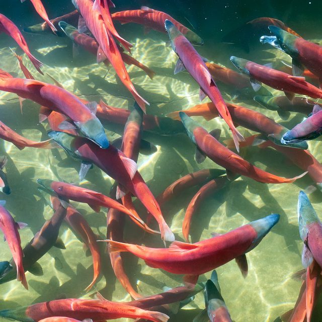 Kokanee Salmon (Oncorhynchus nerka) in its spawning colors, Utah, USA. Photo by: Irina K/stock.adobe.com