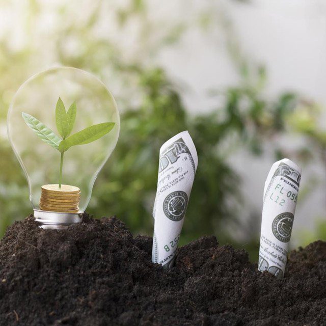 Lightbulb and dollars growing in a garden