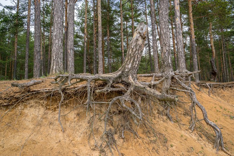 a large branched pine stump with gnarled roots on a slope prone to soil erosion. Environmental issues.