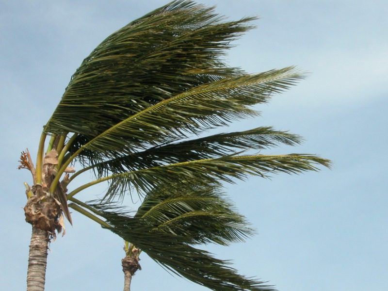 Palm trees in a hurricane