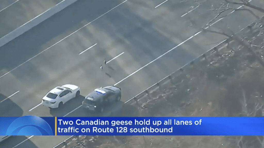 Persistent Geese Blocking Traffic Run Afoul of Massachusetts Police