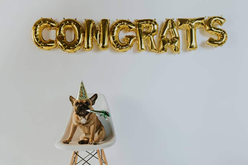 Gold Congrats Balloon Letters and a French Bulldog Puppy Wearing a Party Hat