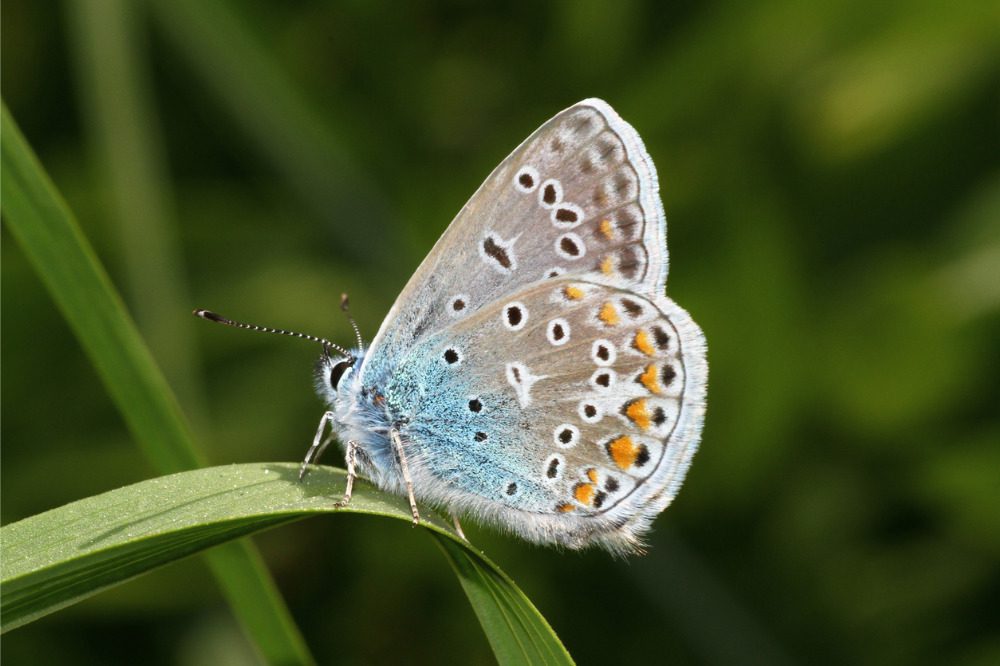 Aviva issues its first-ever annual report on biodiversity