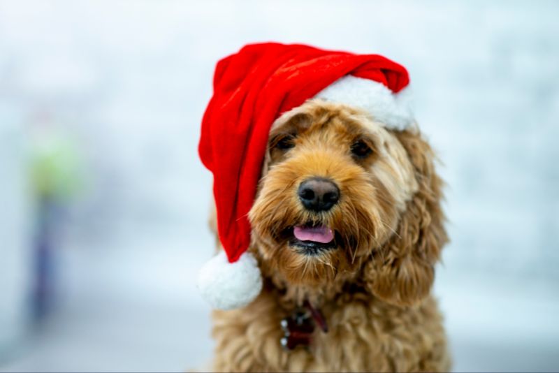 Pets at Christmas - A-Plan Insurance