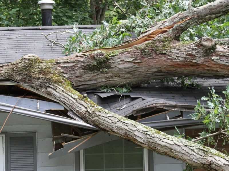 Fallen tree damage to the roof of a house