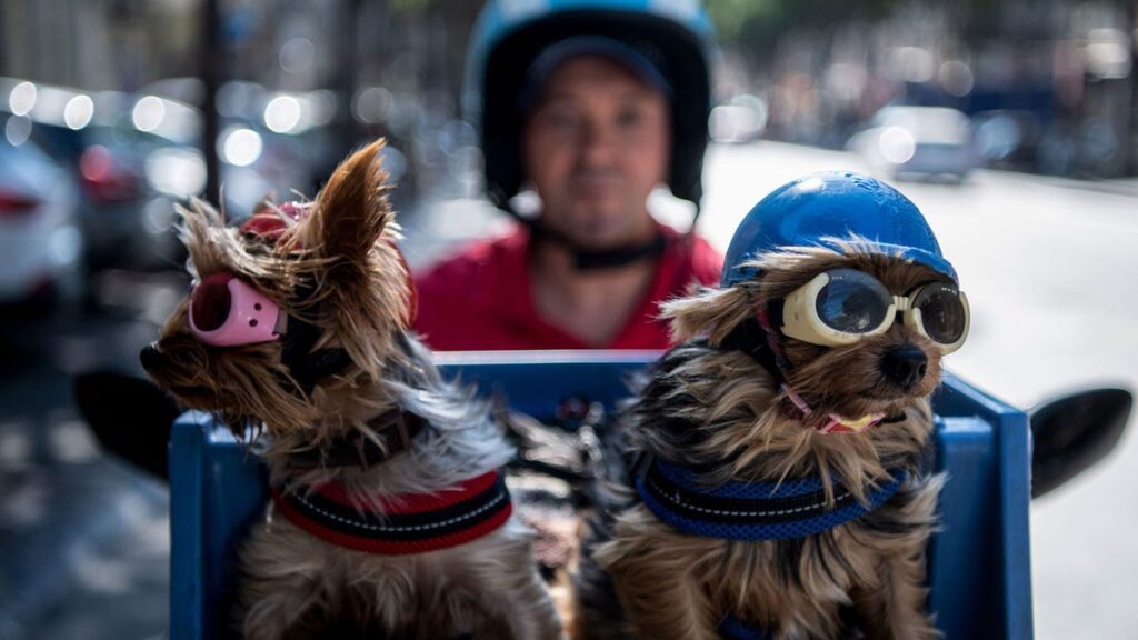 Florida Wants to Outlaw Dogs Riding Up Front on Motorcycles