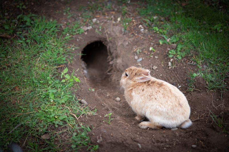 Rabbit running into a rabbit hole