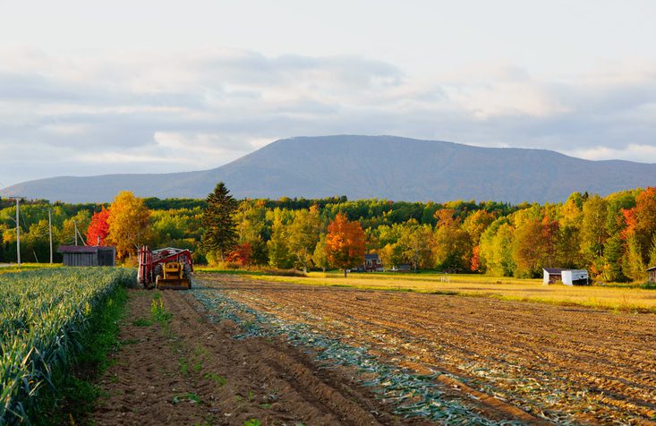 Nova Scotia vineyard