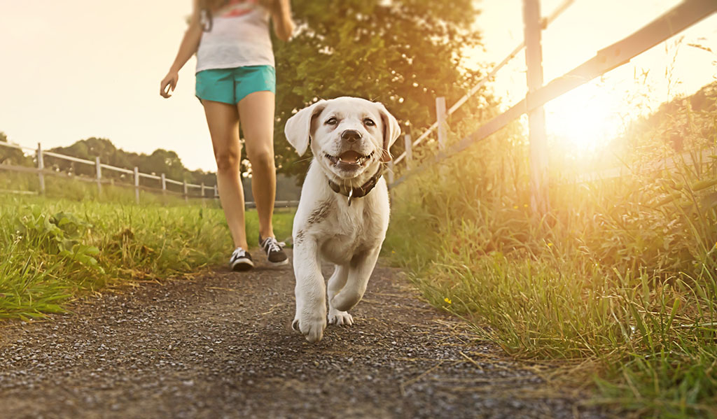 young woman walking her Labrador puppy