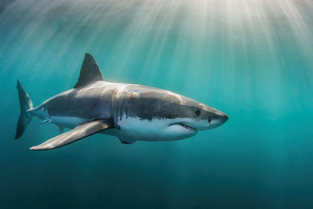 great white shark swimming