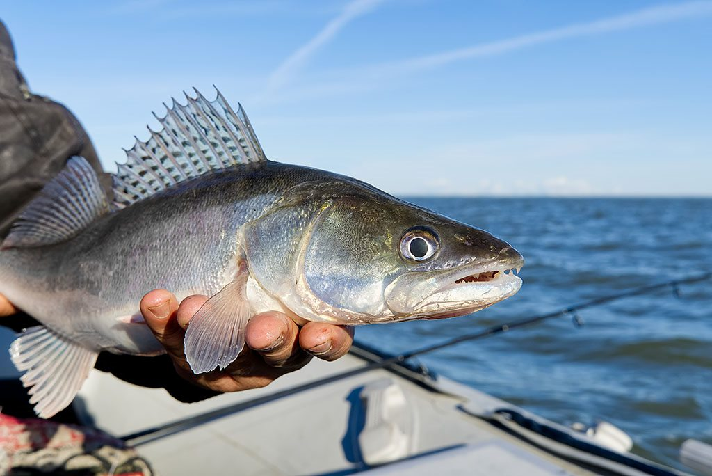 man on a boat holding a fish he's caught