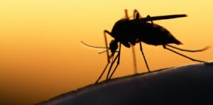 A new invasive mosquito has been found in Kenya – what this means for malaria control